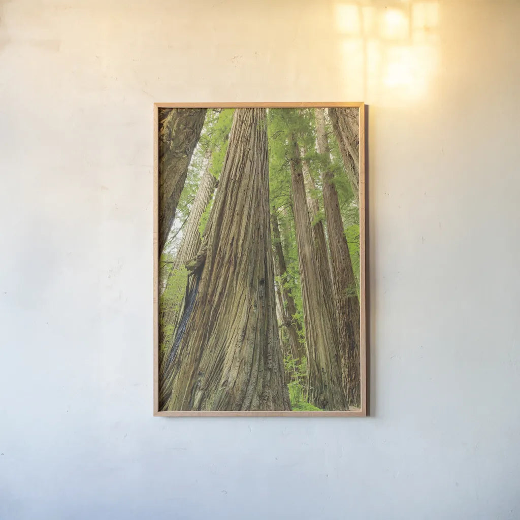 Redwoods Forest III by Alan Majchrowicz. shown as a paper print in a natural frame. Available as a archival giclee rolled canvas, fine art paper, or poster print. SKU 30207h.