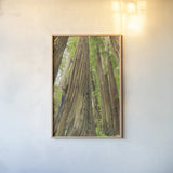 Redwoods Forest III by Alan Majchrowicz. shown as a paper print in a natural frame. Available as a archival giclee rolled canvas, fine art paper, or poster print. SKU 30207h.