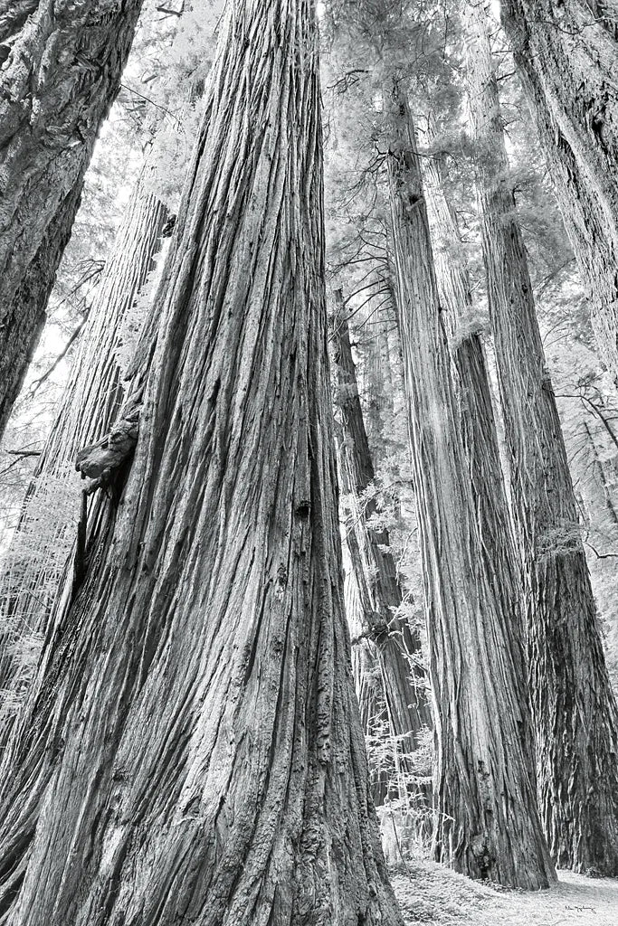 Redwoods Forest III BW by Alan Majchrowicz. SKU 30785h. Archival Giclee Fine art print for wall decor.