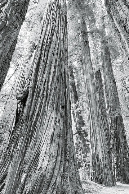 Redwoods Forest III BW by Alan Majchrowicz. SKU 30785h. Archival Giclee Fine art print for wall decor.