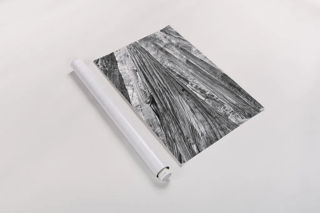 Redwoods Forest III BW by Alan Majchrowicz. shown as a rolled paper print. Available as archival giclee rolled canvas, fine art paper, or poster print. SKU 30785h.