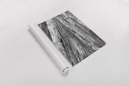 Redwoods Forest III BW by Alan Majchrowicz. shown as a rolled paper print. Available as archival giclee rolled canvas, fine art paper, or poster print. SKU 30785h.