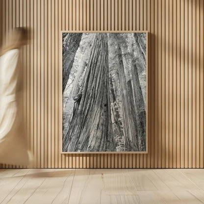 Redwoods Forest III BW by Alan Majchrowicz. shown as over sized large wall art. Available as an archival giclee rolled canvas, fine art paper, or poster print. SKU 30785h.