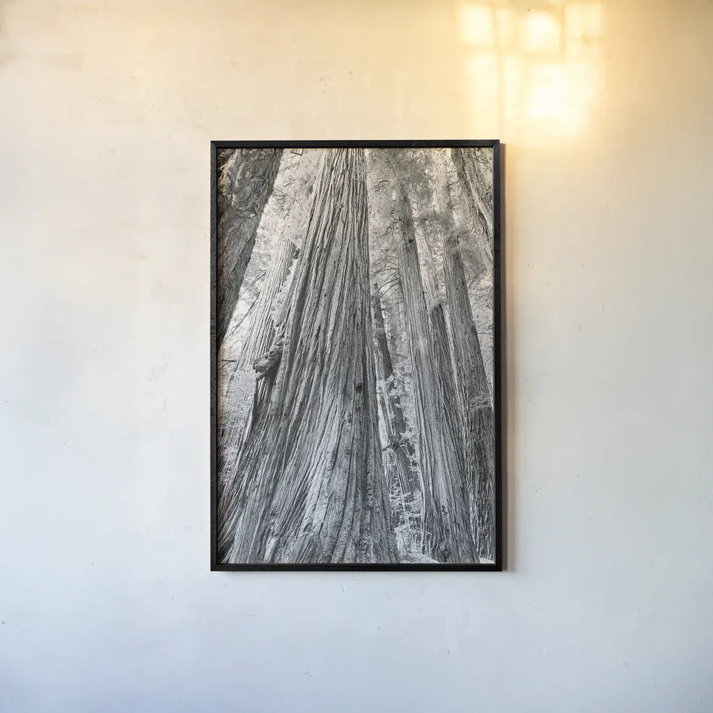 Redwoods Forest III BW by Alan Majchrowicz. shown as a paper print in a black flame. Available as a archival giclee rolled canvas, fine art paper, or poster print. SKU 30785h.