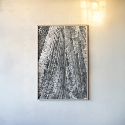 Redwoods Forest III BW by Alan Majchrowicz. shown as a paper print in a natural frame. Available as a archival giclee rolled canvas, fine art paper, or poster print. SKU 30785h.