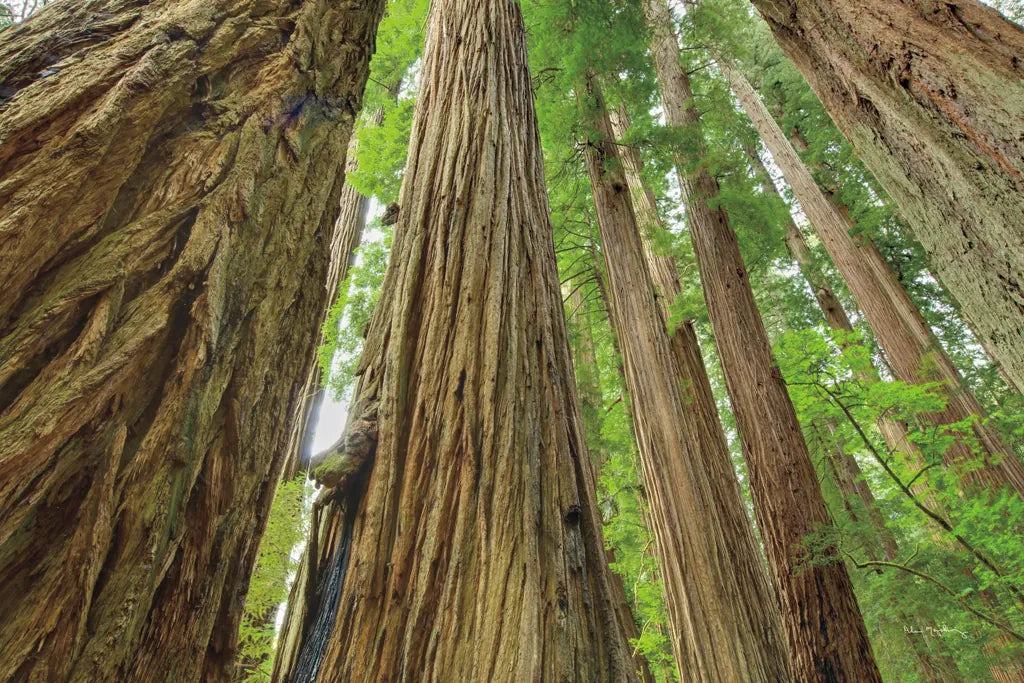 Redwoods Forest IV by Alan Majchrowicz. SKU 30208i. Archival Giclee Fine art print for wall decor.