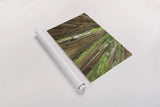 Redwoods Forest IV by Alan Majchrowicz. shown as a rolled paper print. Available as archival giclee rolled canvas, fine art paper, or poster print. SKU 30208i.