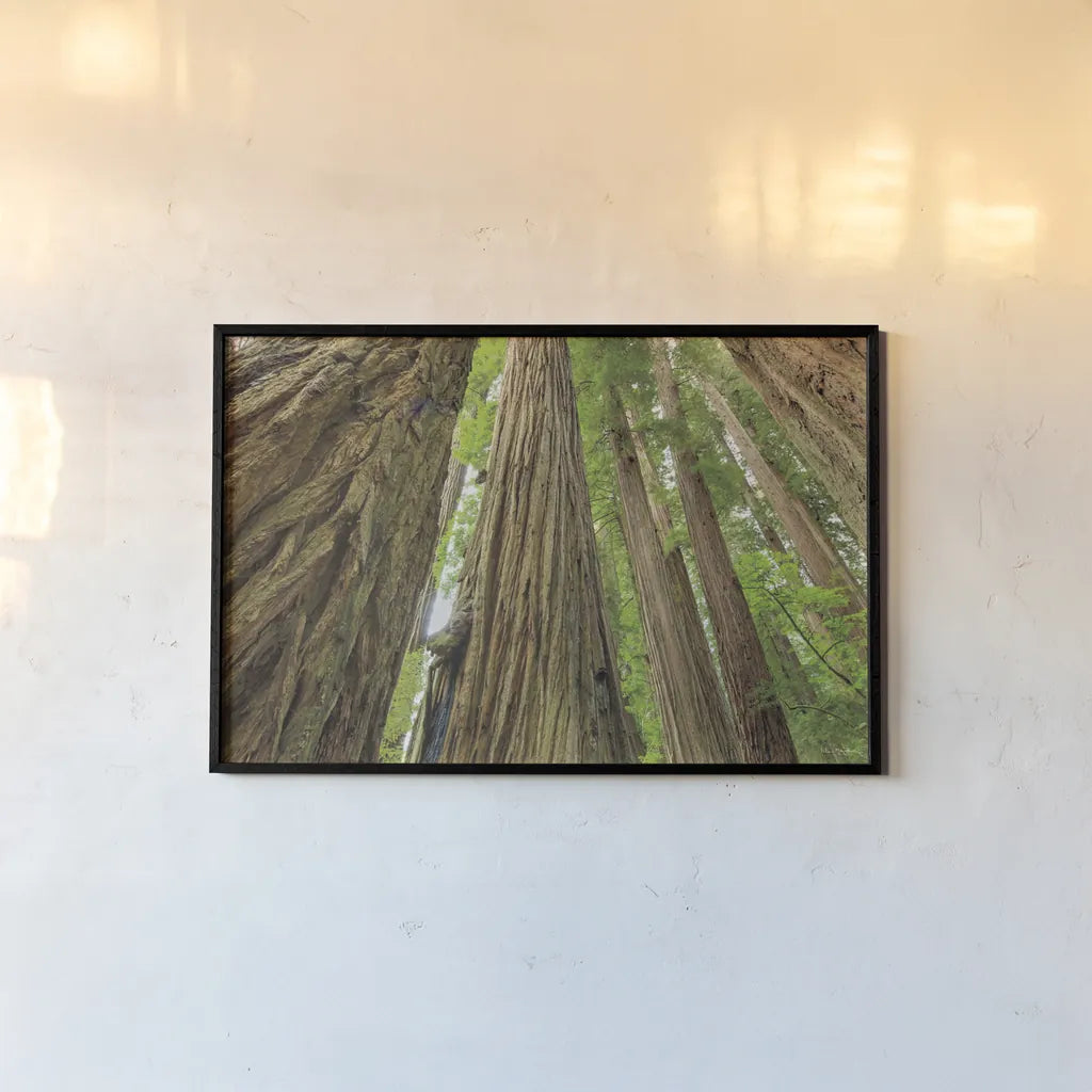 Redwoods Forest IV by Alan Majchrowicz. shown as a paper print in a black flame. Available as a archival giclee rolled canvas, fine art paper, or poster print. SKU 30208i.