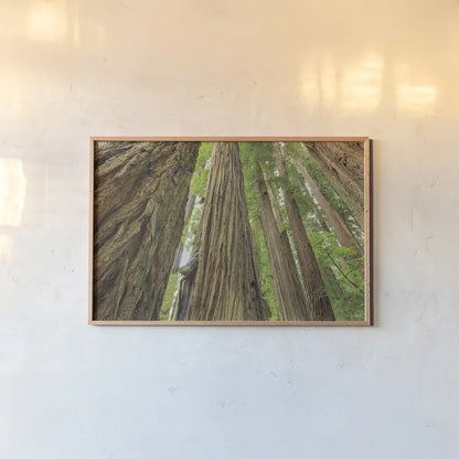 Redwoods Forest IV by Alan Majchrowicz. shown as a paper print in a natural frame. Available as a archival giclee rolled canvas, fine art paper, or poster print. SKU 30208i.