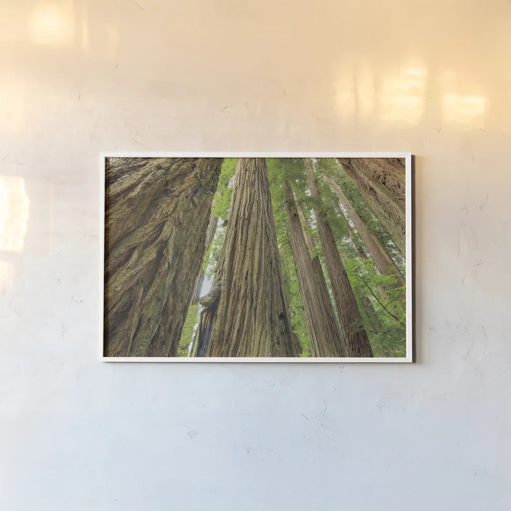 Redwoods Forest IV by Alan Majchrowicz. shown as a paper print in a white frame. Available as a archival giclee rolled canvas, fine art paper, or poster print. SKU 30208i.