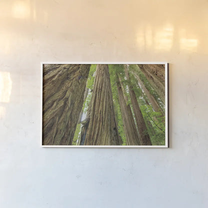 Redwoods Forest IV by Alan Majchrowicz. shown as a paper print in a white frame. Available as a archival giclee rolled canvas, fine art paper, or poster print. SKU 30208i.