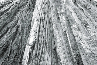 Redwoods Forest IV BW by Alan Majchrowicz. SKU 30786i. Archival Giclee Fine art print for wall decor.