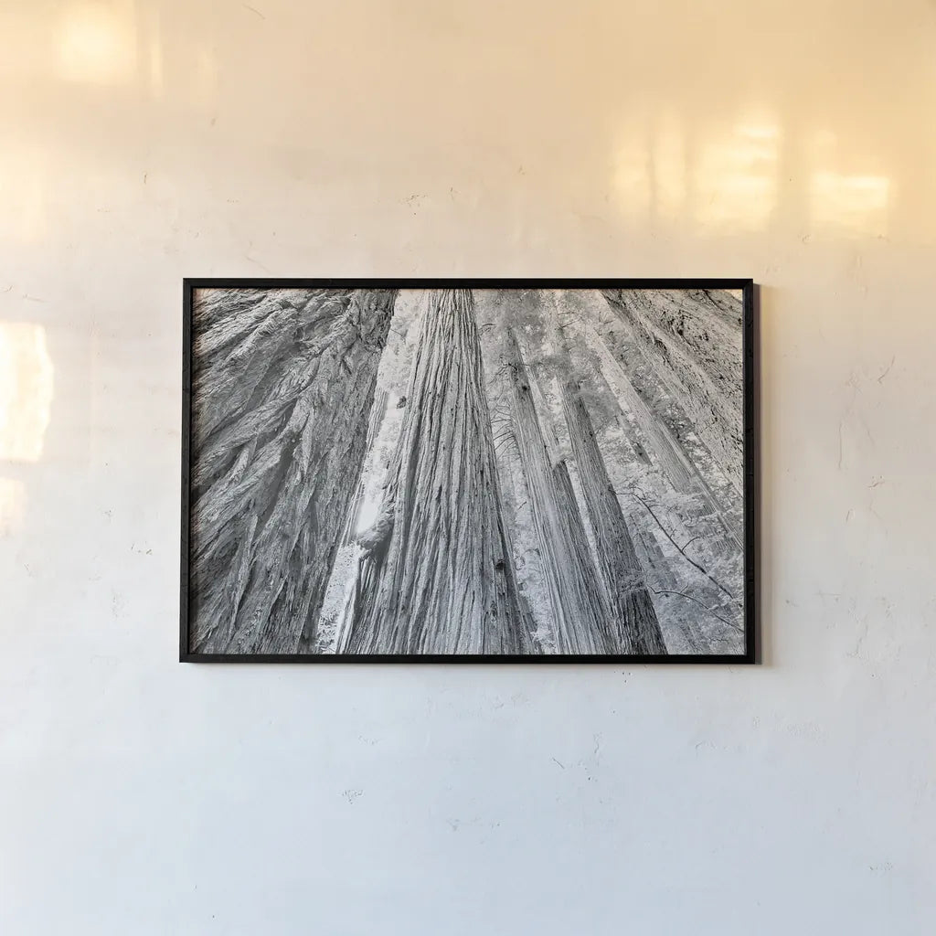 Redwoods Forest IV BW by Alan Majchrowicz. shown as a paper print in a black flame. Available as a archival giclee rolled canvas, fine art paper, or poster print. SKU 30786i.