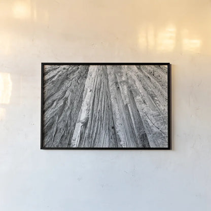 Redwoods Forest IV BW by Alan Majchrowicz. shown as a paper print in a black flame. Available as a archival giclee rolled canvas, fine art paper, or poster print. SKU 30786i.