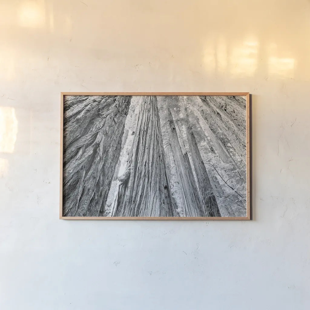 Redwoods Forest IV BW by Alan Majchrowicz. shown as a paper print in a natural frame. Available as a archival giclee rolled canvas, fine art paper, or poster print. SKU 30786i.