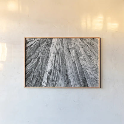 Redwoods Forest IV BW by Alan Majchrowicz. shown as a paper print in a natural frame. Available as a archival giclee rolled canvas, fine art paper, or poster print. SKU 30786i.