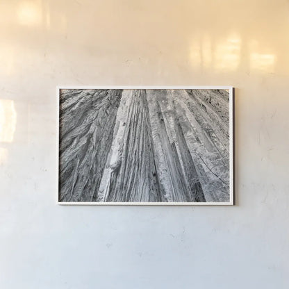 Redwoods Forest IV BW by Alan Majchrowicz. shown as a paper print in a white frame. Available as a archival giclee rolled canvas, fine art paper, or poster print. SKU 30786i.