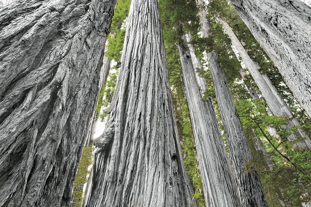 Redwoods Forest IV BW with Color by Alan Majchrowicz. SKU 30787i. Archival Giclee Fine art print for wall decor.