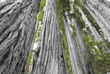 Redwoods Forest IV BW with Color by Alan Majchrowicz. SKU 30787i. Archival Giclee Fine art print for wall decor.