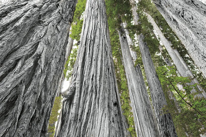 Redwoods Forest IV BW with Color by Alan Majchrowicz. SKU 30787i. Archival Giclee Fine art print for wall decor.