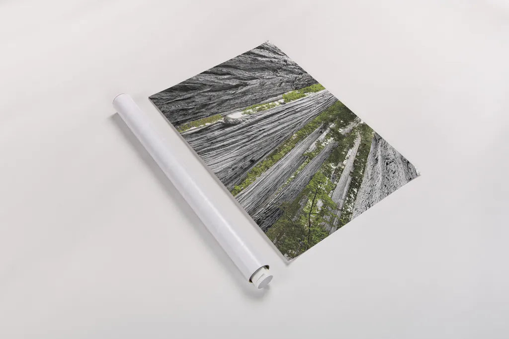 Redwoods Forest IV BW with Color by Alan Majchrowicz. shown as a rolled paper print. Available as archival giclee rolled canvas, fine art paper, or poster print. SKU 30787i.