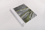 Redwoods Forest IV BW with Color by Alan Majchrowicz. shown as a rolled paper print. Available as archival giclee rolled canvas, fine art paper, or poster print. SKU 30787i.