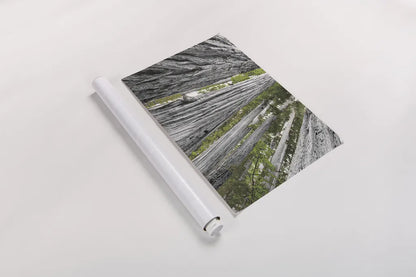 Redwoods Forest IV BW with Color by Alan Majchrowicz. shown as a rolled paper print. Available as archival giclee rolled canvas, fine art paper, or poster print. SKU 30787i.