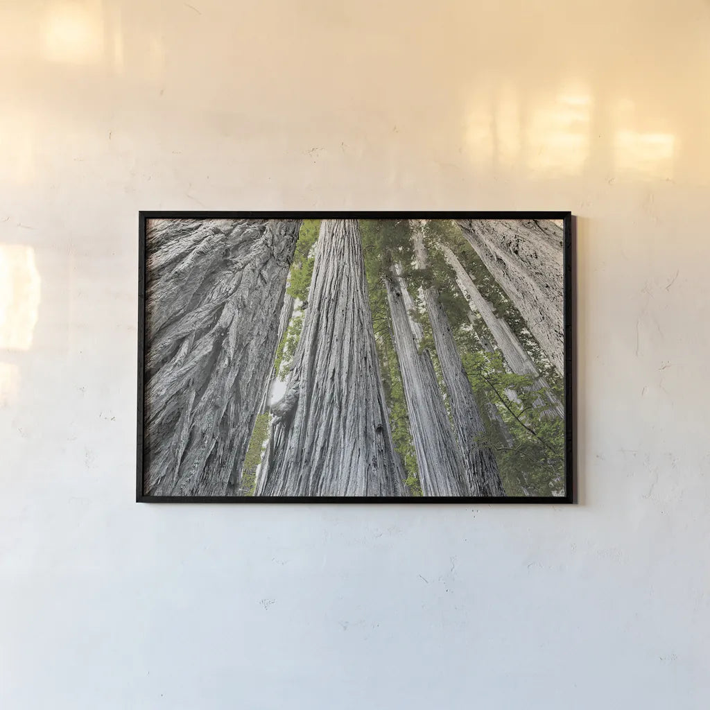 Redwoods Forest IV BW with Color by Alan Majchrowicz. shown as a paper print in a black flame. Available as a archival giclee rolled canvas, fine art paper, or poster print. SKU 30787i.