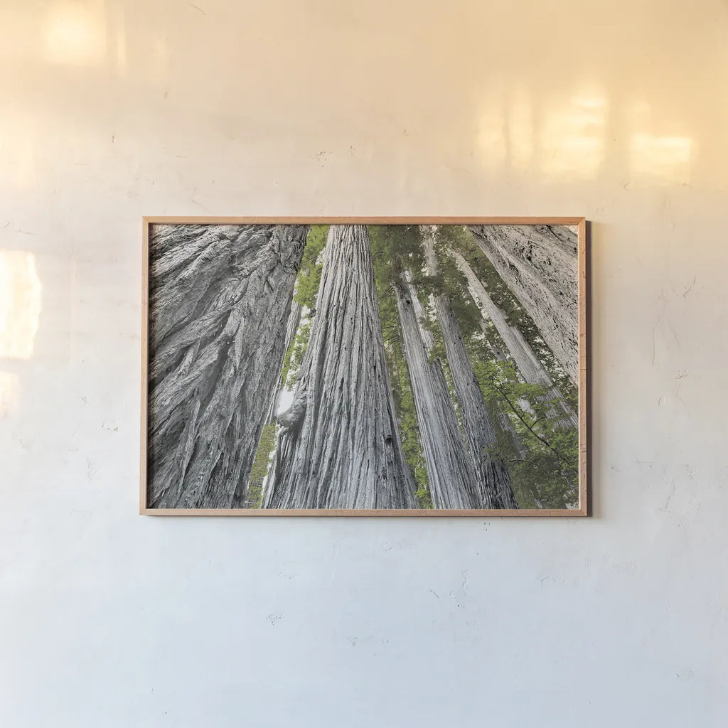 Redwoods Forest IV BW with Color by Alan Majchrowicz. shown as a paper print in a natural frame. Available as a archival giclee rolled canvas, fine art paper, or poster print. SKU 30787i.