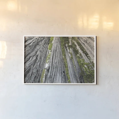 Redwoods Forest IV BW with Color by Alan Majchrowicz. shown as a paper print in a white frame. Available as a archival giclee rolled canvas, fine art paper, or poster print. SKU 30787i.