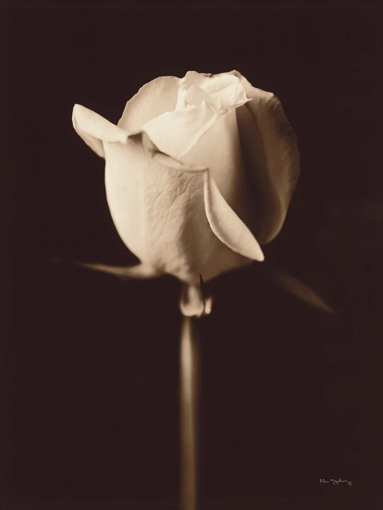 Rose by Alan Majchrowicz
