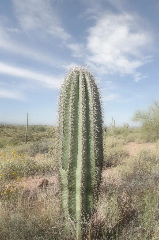 Saguaro by Alan Majchrowicz. SKU 61459h. Archival Giclee Fine art print for wall decor.