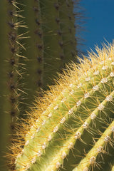 Saguaro Detail by Alan Majchrowicz. SKU 86030h. Archival Giclee Fine art print for wall decor.