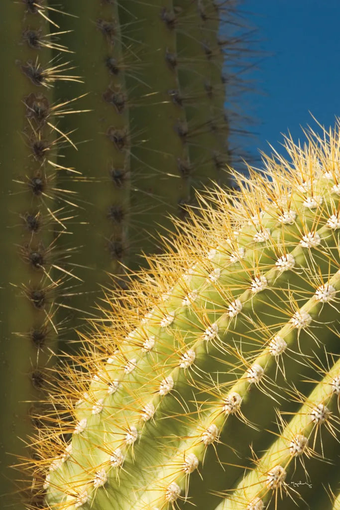 Saguaro Detail by Alan Majchrowicz. SKU 86030h. Archival Giclee Fine art print for wall decor.