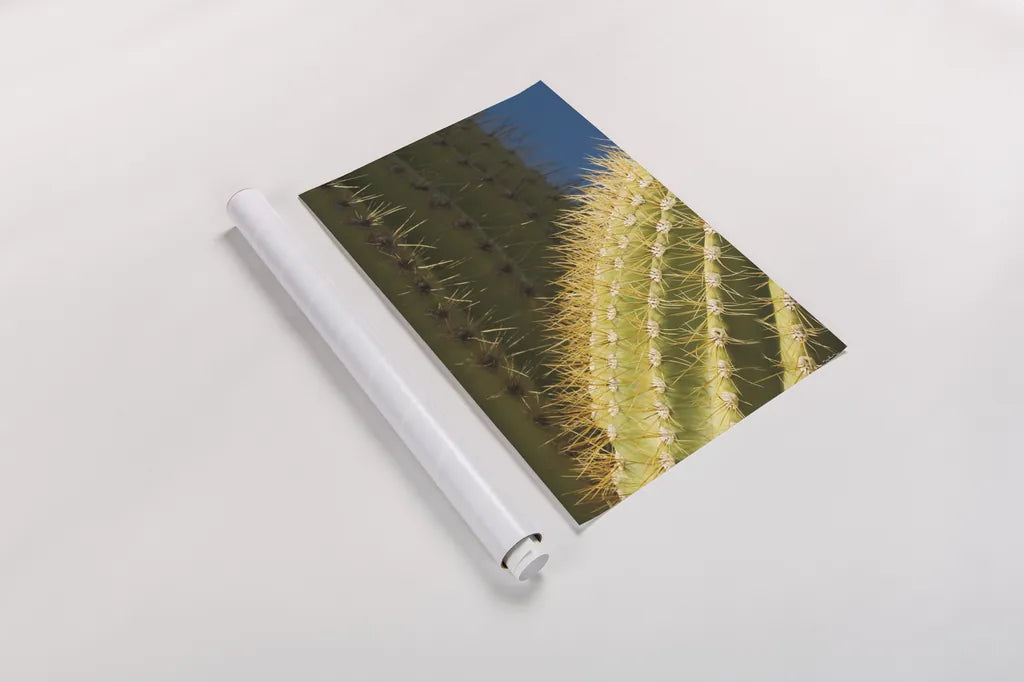 Saguaro Detail by Alan Majchrowicz. shown as a rolled paper print. Available as archival giclee rolled canvas, fine art paper, or poster print. SKU 86030h.