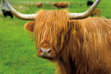 Scottish Highland Cattle I by Alan Majchrowicz. SKU 52301i. Archival Giclee Fine art print for wall decor.