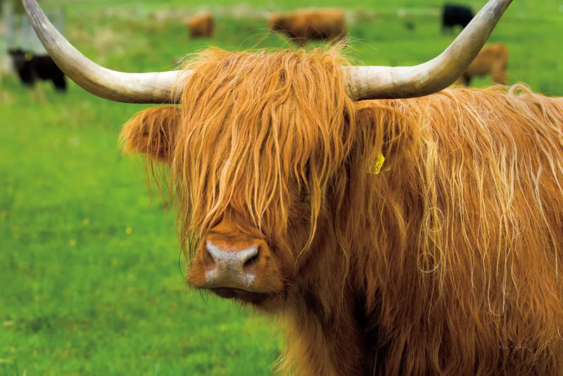 Scottish Highland Cattle I by Alan Majchrowicz. SKU 52301i. Archival Giclee Fine art print for wall decor.