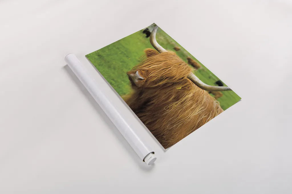 Scottish Highland Cattle I by Alan Majchrowicz. shown as a rolled paper print. Available as archival giclee rolled canvas, fine art paper, or poster print. SKU 52301i.
