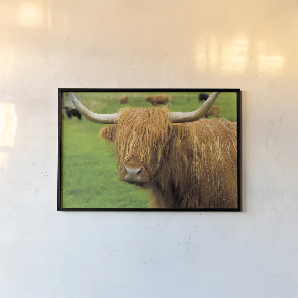 Scottish Highland Cattle I by Alan Majchrowicz. shown as a paper print in a black flame. Available as a archival giclee rolled canvas, fine art paper, or poster print. SKU 52301i.