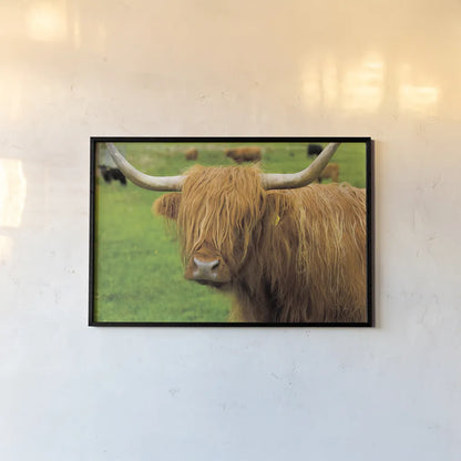 Scottish Highland Cattle I by Alan Majchrowicz. shown as a paper print in a black flame. Available as a archival giclee rolled canvas, fine art paper, or poster print. SKU 52301i.