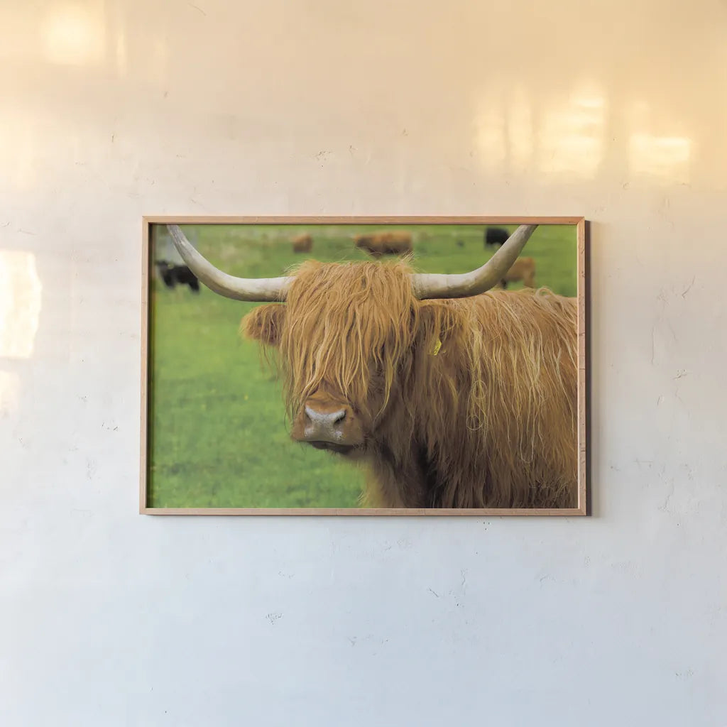 Scottish Highland Cattle I by Alan Majchrowicz. shown as a paper print in a natural frame. Available as a archival giclee rolled canvas, fine art paper, or poster print. SKU 52301i.