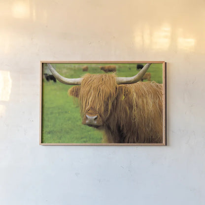 Scottish Highland Cattle I by Alan Majchrowicz. shown as a paper print in a natural frame. Available as a archival giclee rolled canvas, fine art paper, or poster print. SKU 52301i.