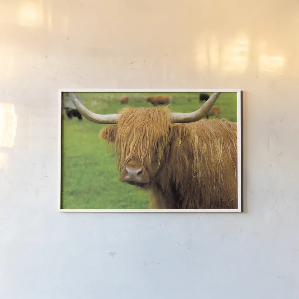 Scottish Highland Cattle I by Alan Majchrowicz. shown as a paper print in a white frame. Available as a archival giclee rolled canvas, fine art paper, or poster print. SKU 52301i.