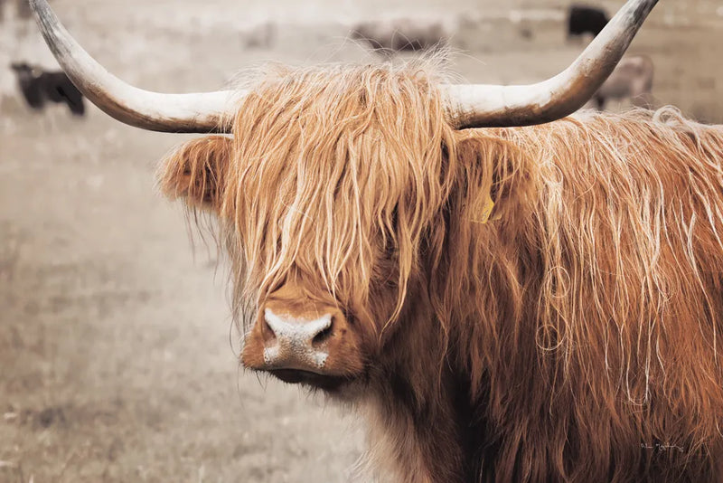 Scottish Highland Cattle I Neutral by Alan Majchrowicz. SKU 53120i. Archival Giclee Fine art print for wall decor.