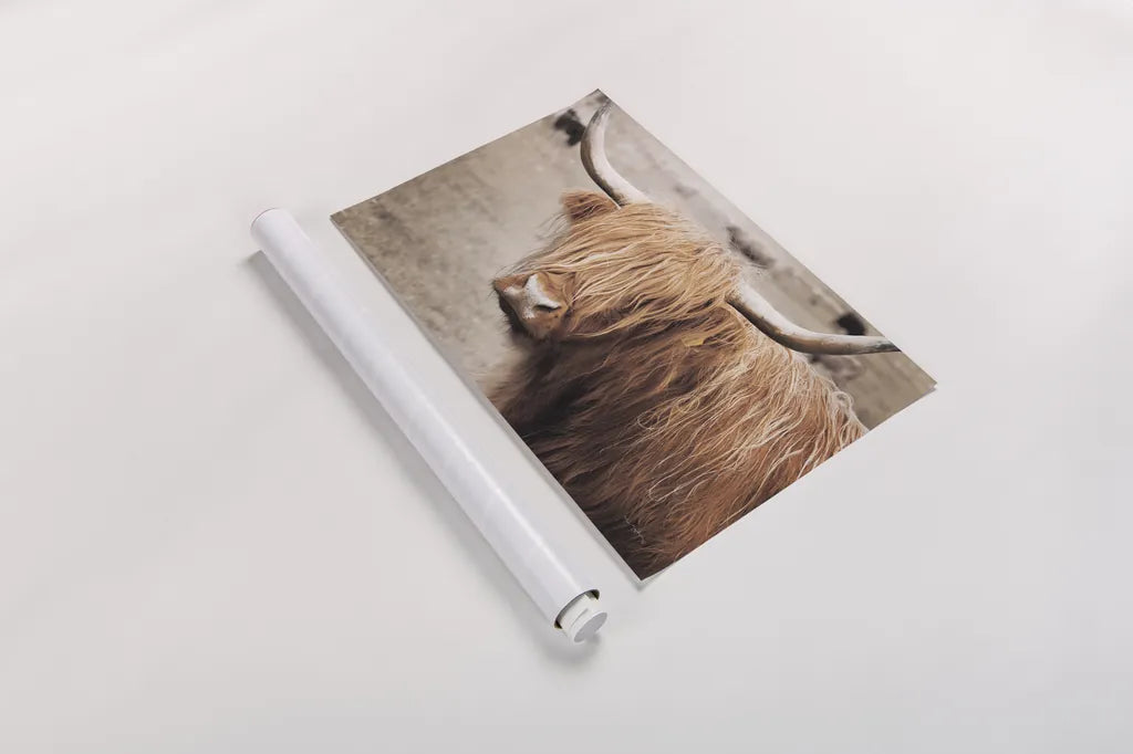 Scottish Highland Cattle I Neutral by Alan Majchrowicz. shown as a rolled paper print. Available as archival giclee rolled canvas, fine art paper, or poster print. SKU 53120i.