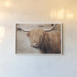 Scottish Highland Cattle I Neutral by Alan Majchrowicz. shown as a paper print in a white frame. Available as a archival giclee rolled canvas, fine art paper, or poster print. SKU 53120i.