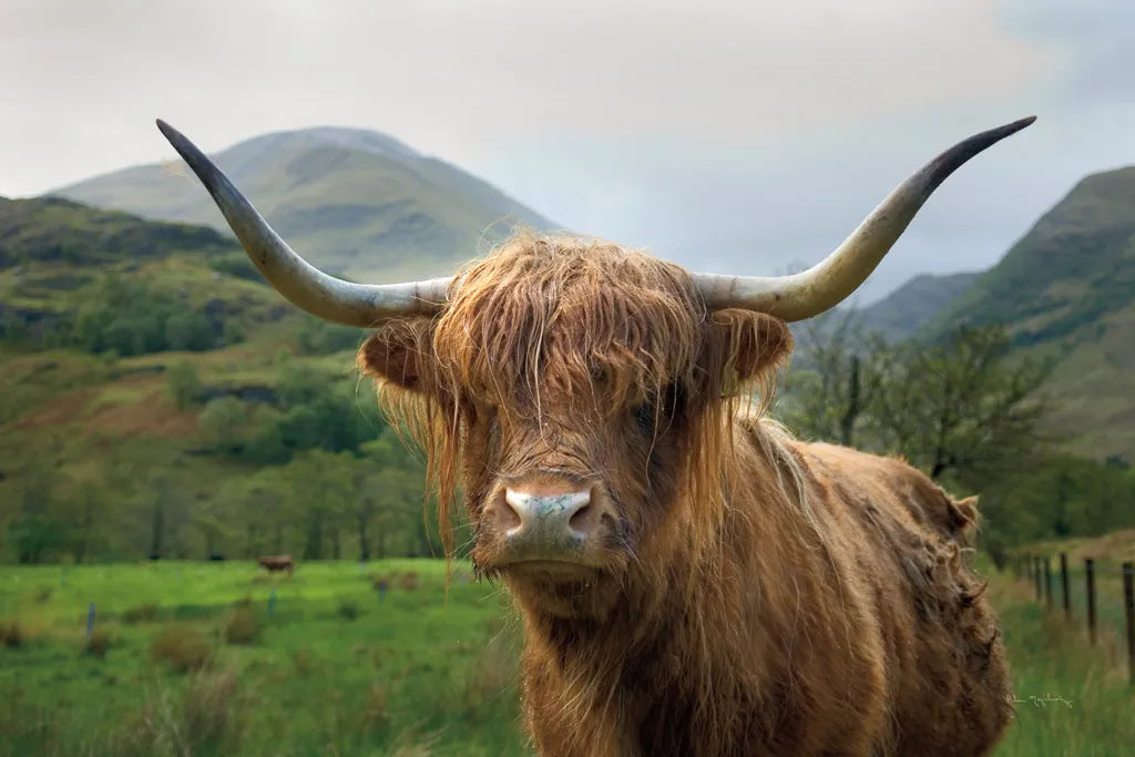 Scottish Highland Cattle II by Alan Majchrowicz. SKU 52302i. Archival Giclee Fine art print for wall decor.