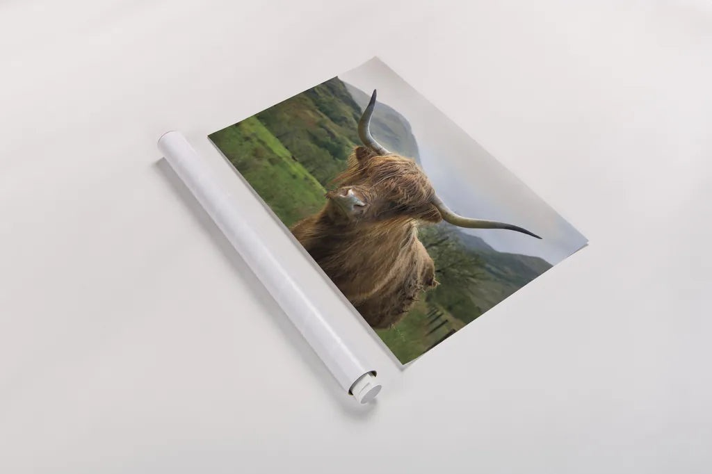 Scottish Highland Cattle II by Alan Majchrowicz. shown as a rolled paper print. Available as archival giclee rolled canvas, fine art paper, or poster print. SKU 52302i.