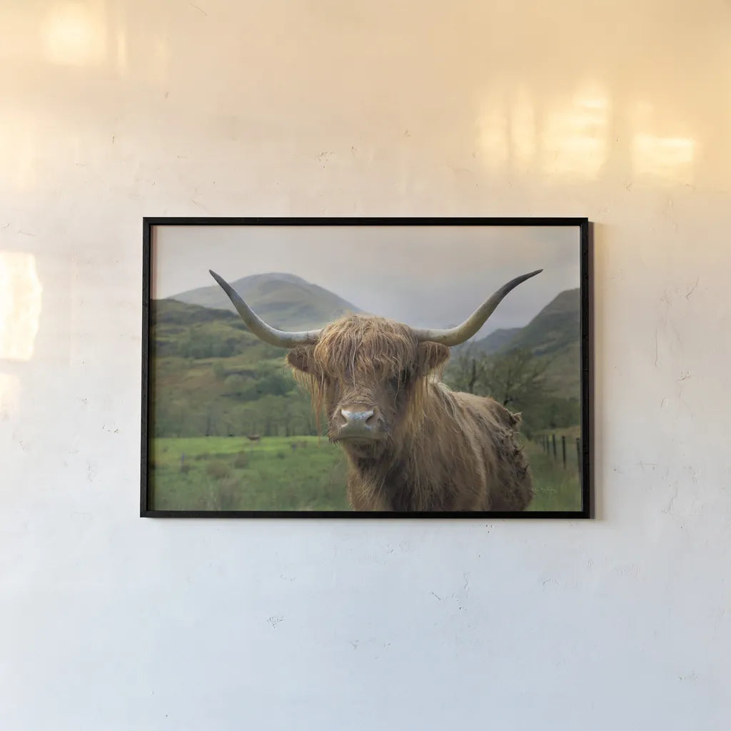 Scottish Highland Cattle II by Alan Majchrowicz. shown as a paper print in a black flame. Available as a archival giclee rolled canvas, fine art paper, or poster print. SKU 52302i.