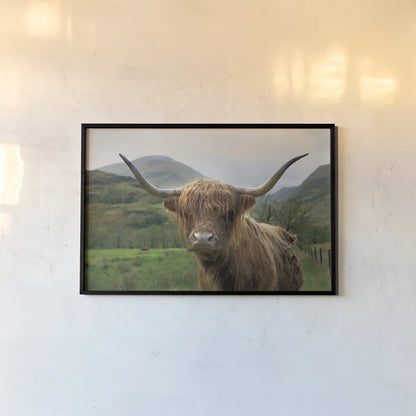 Scottish Highland Cattle II by Alan Majchrowicz. shown as a paper print in a black flame. Available as a archival giclee rolled canvas, fine art paper, or poster print. SKU 52302i.